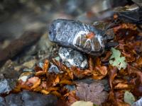Felsblöcke gemasert am Bachufer mit Laub
